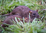 BB 14 0049 / Rattus norvegicus / Brunrotte